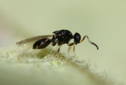Platygastrinae